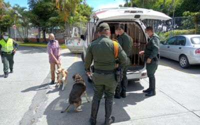 Recolección de Caninos en condición de Calle o abandono
